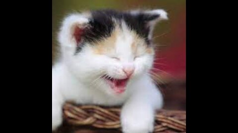 Cute and funny cats