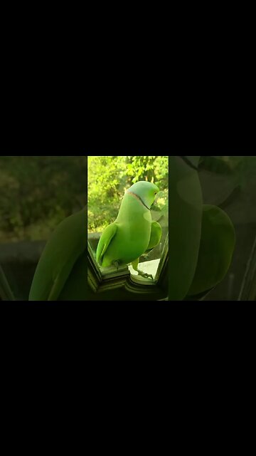 Relaxing Nature Video