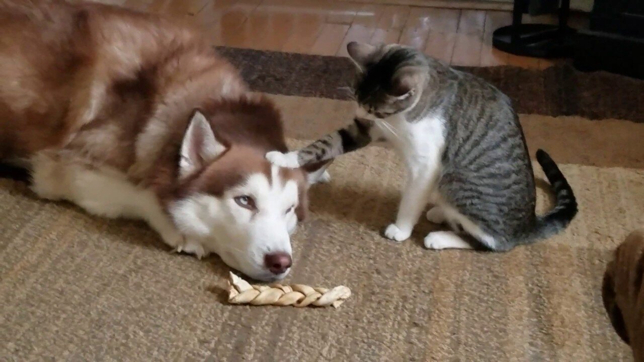 Husky gets bullied,dog and cat