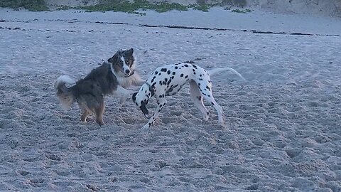 Luna, More Beach Play in Cenova Beach Melbourne FL