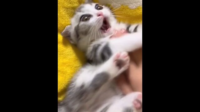 Try not to laugh😂, funny cat