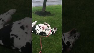 Grass Bath!!❤️🤣😘🌞🦮🐕‍🦺🦴🐾