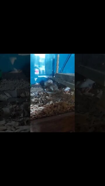 Our 2 day old baby guinea fowl - at the breeders