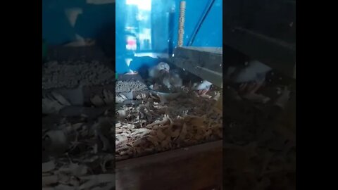 Our 2 day old baby guinea fowl - at the breeders