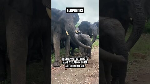 Watch yourself when an Elephant does THIS! 🐘 #elephant #wildlife #animalfacts