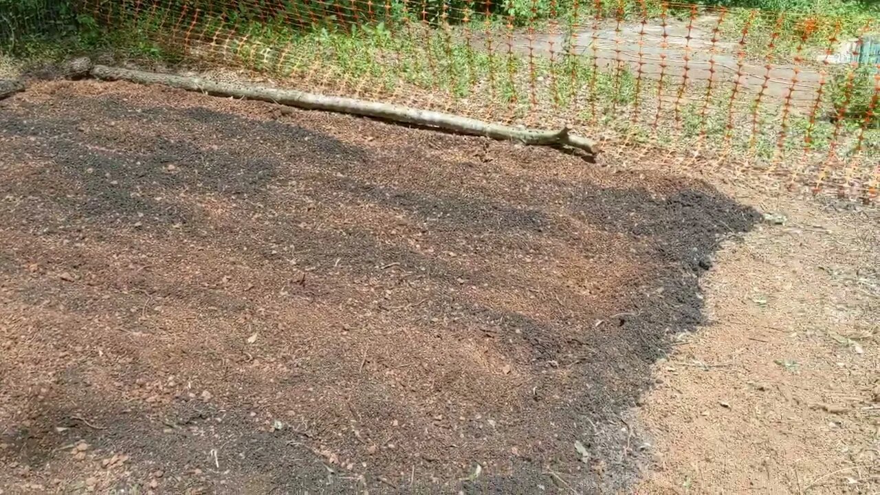 First Garden, Composted,Treated and Tilled