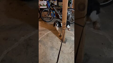 My Dog Just Made Me Die Laughing! 🤣