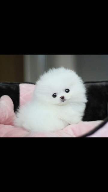 cute #dog short video| cute puppy shorts| #short #shortvideo #firstshortvideo #cutedog #dogs #shorts