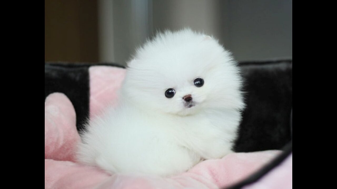 cute #dog short video| cute puppy shorts| #short #shortvideo #firstshortvideo #cutedog #dogs #shorts