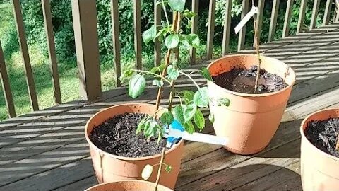 Planted fruit trees update!!