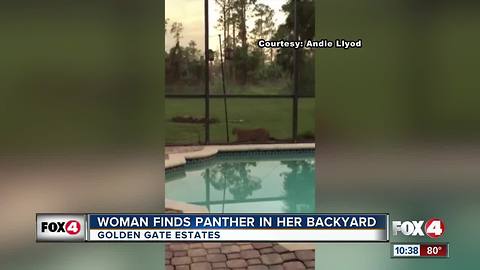 Woman Finds Panther in Her Backyard