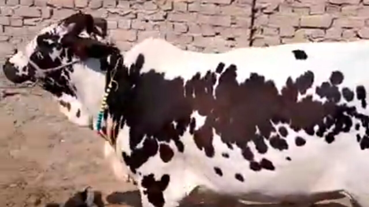Black and white cute cow in my cattle farm.