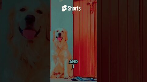 Hehe True Story 😎 #shortscreator #doglover #ghostfamily #goldenretriever