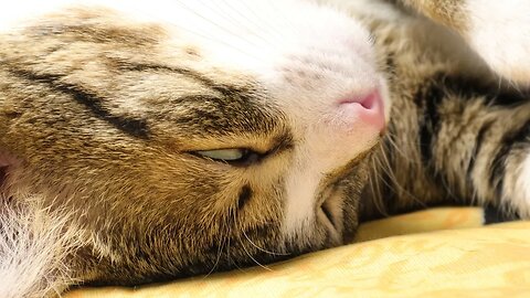 Close Up of a Cute Cat Nose