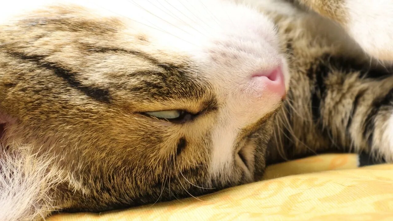 Close Up of a Cute Cat Nose