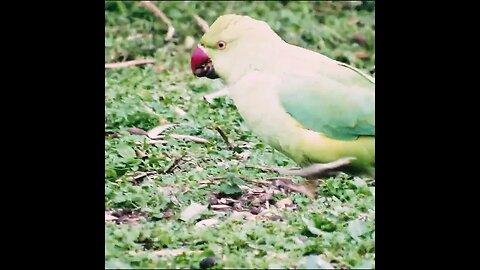 parakeet in italy