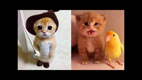 Baby Cats - Cute and Funny Cat Videos Compilation #20 | Aww Animals