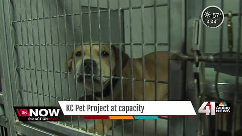 KC Pet Project at Capacity