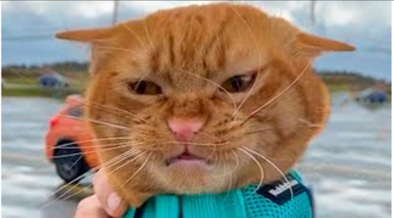 The Best Funny Cats 😹 And Dogs 🐶 Videos - Try Not To Laugh! 🤣