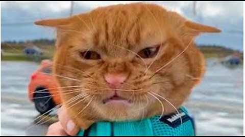 The Best Funny Cats 😹 And Dogs 🐶 Videos - Try Not To Laugh! 🤣