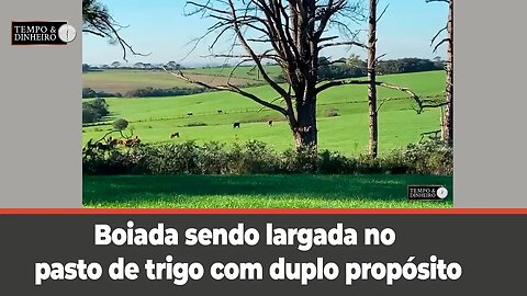 Boiada sendo largada no pasto de trigo com duplo propósito: carne e grãos, em Joia RS .