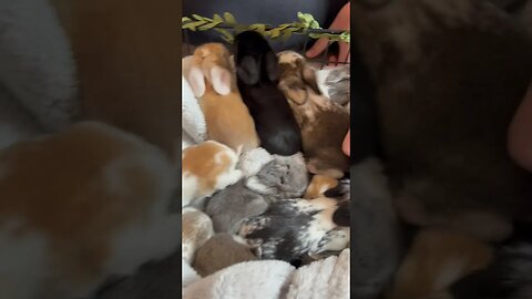 Do you like bunnies!?!?!?