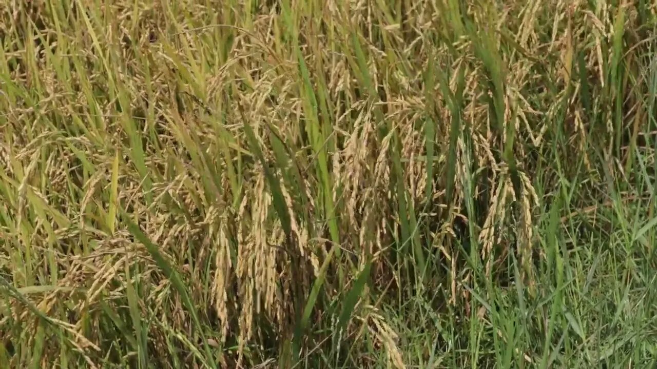 'Rice field