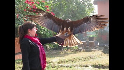 Feeding black kite from my window