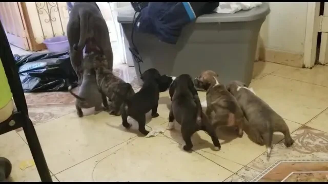 A Pack of Adorable Baby Pitbulls