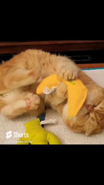 Minnie ❤️ her catnip toys #cat #scottishfold #cute #catshorts #shorts #short