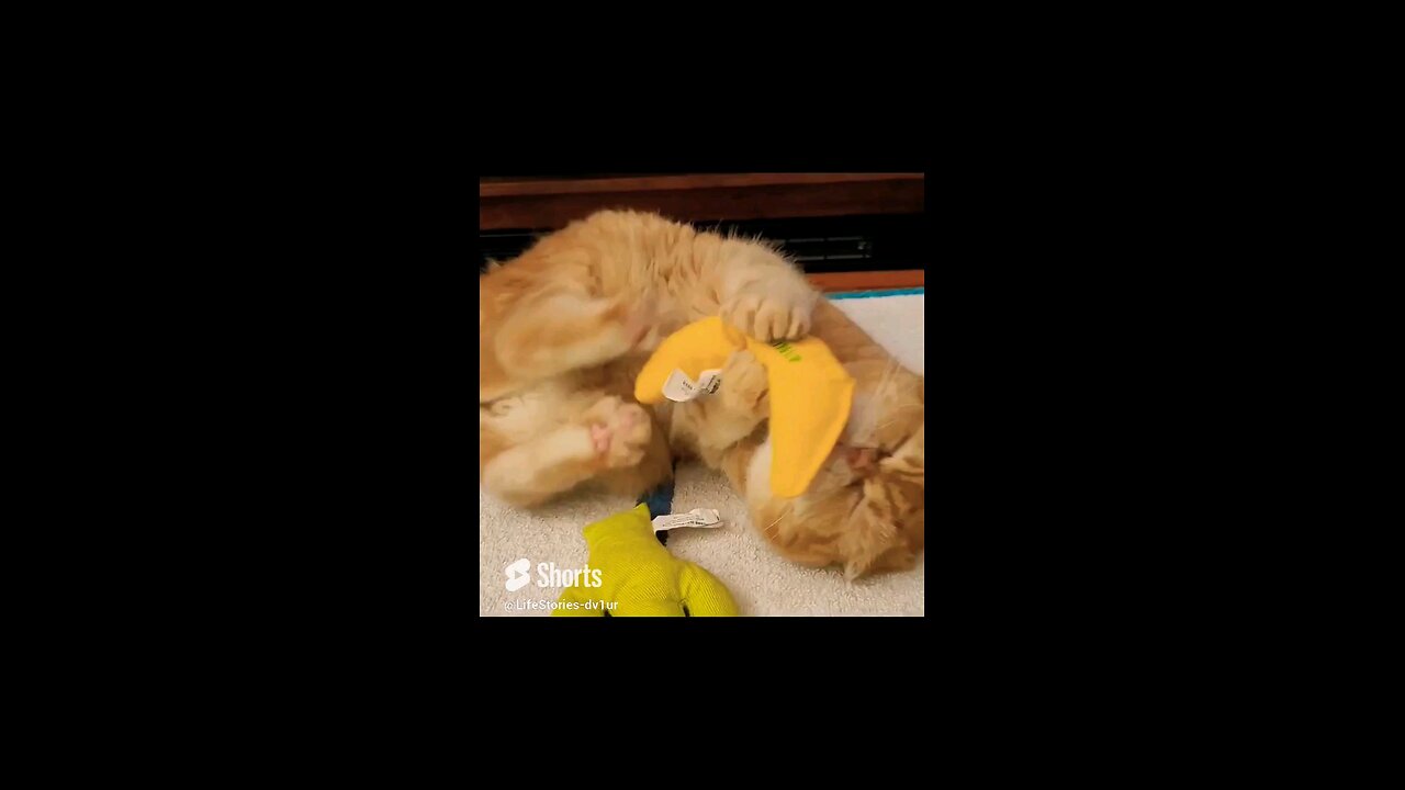 Minnie ❤️ her catnip toys #cat #scottishfold #cute #catshorts #shorts #short