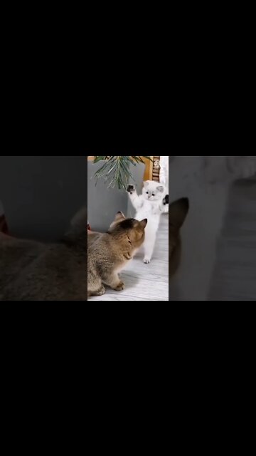 Cat funny videos || cat tiktok || cat instagram || cat training #short #shortfeed #shorts