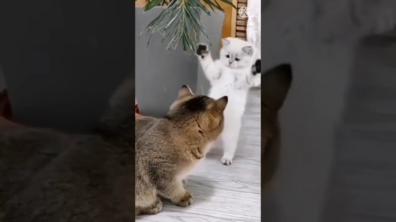 Cat funny videos || cat tiktok || cat instagram || cat training #short #shortfeed #shorts