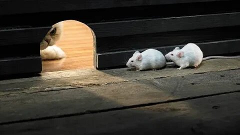 Funny Videos - Funny Cats - Dogs - Funny Animal Videos 😂