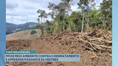 Caratinga e Região: PM de Meio Ambiente Contra o Desmatamento e Apreende Pássaros Silvestres.