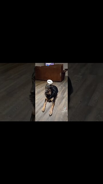 Bella having a Squirrel moment #dog #bella #doglover #dogowner #funny #cutedog#smartdog