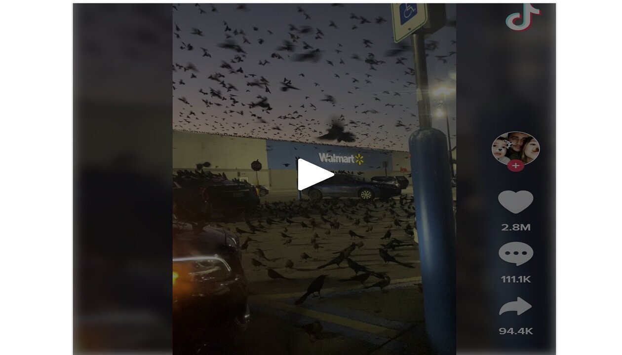 Texas Walmart Overrun By Thousands of Birds & Covid Deer? Really?