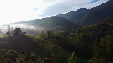 Early Morning Drone Footage of Forest