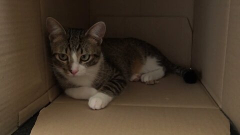 The Little Cat Hides in the Box