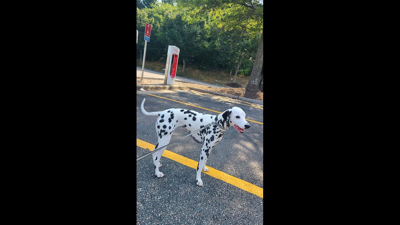 Luna Visits a Tesla Charging Station in Colonial Heights Virginia