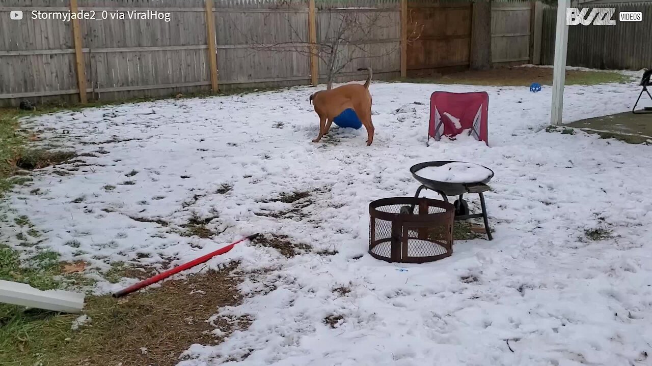 Ce chien fait de la luge!