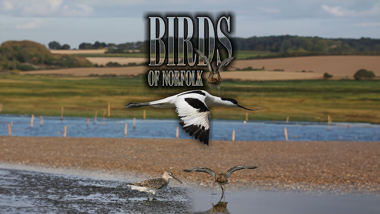 Birds of Norfolk: A Bird Watchers Dream | Official Trailer | Alchemy Werks