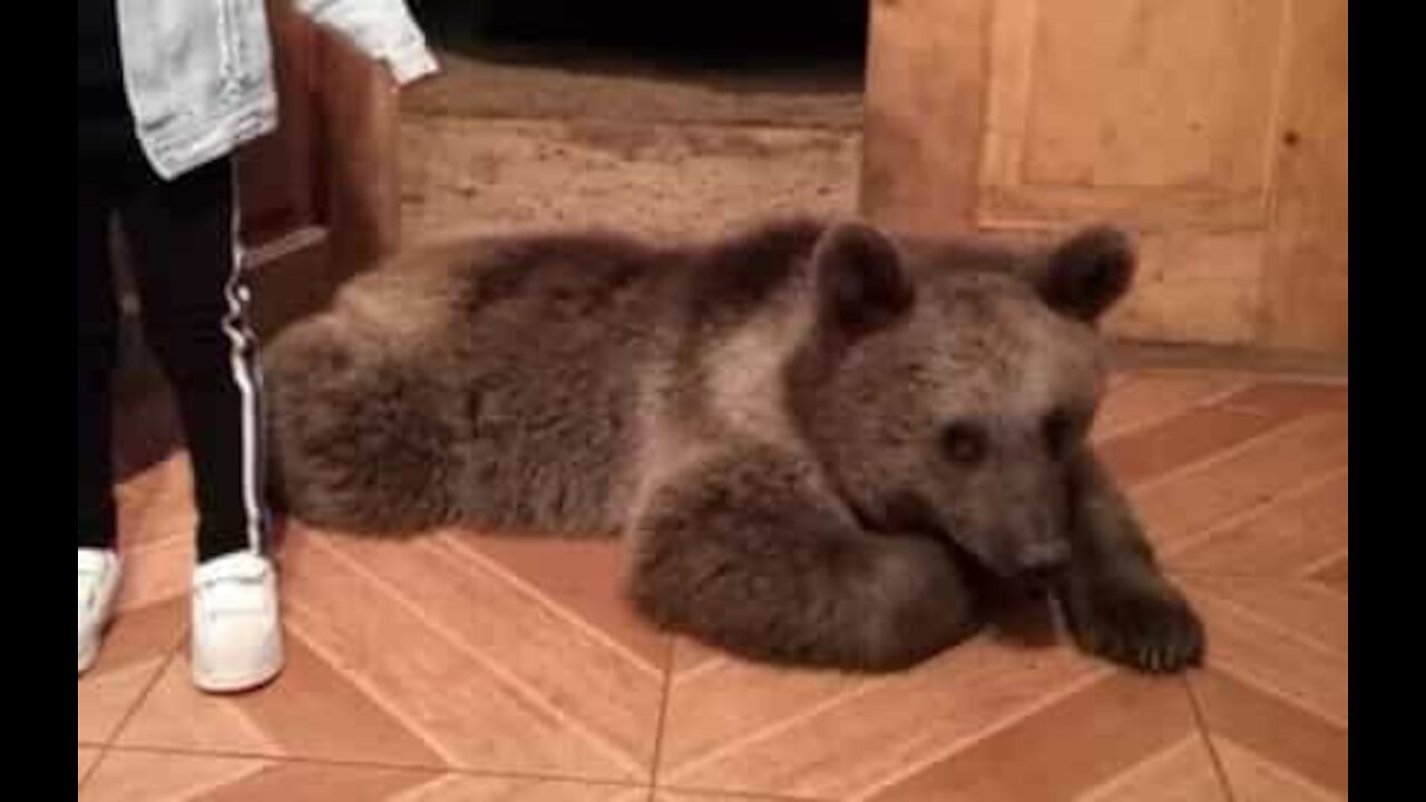 Visita inesperada: Urso bate na porta e entra em casa!