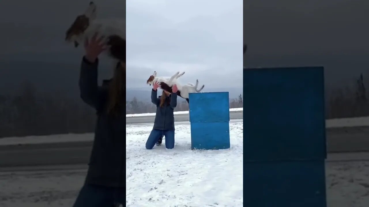 Cachorrinho Confia na Menina e cai nos Braços dela #shorts