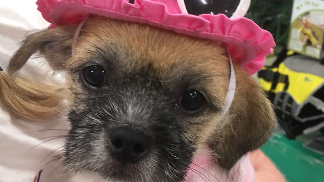 Cute puppy getting dry with a hairdryer