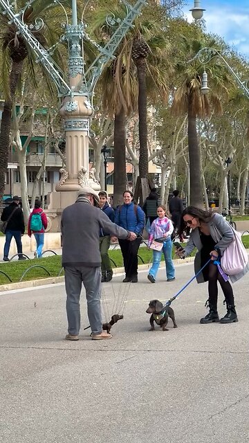 This little weiner dog playing with its dachshund puppet friend is the cutest video you’ll see!