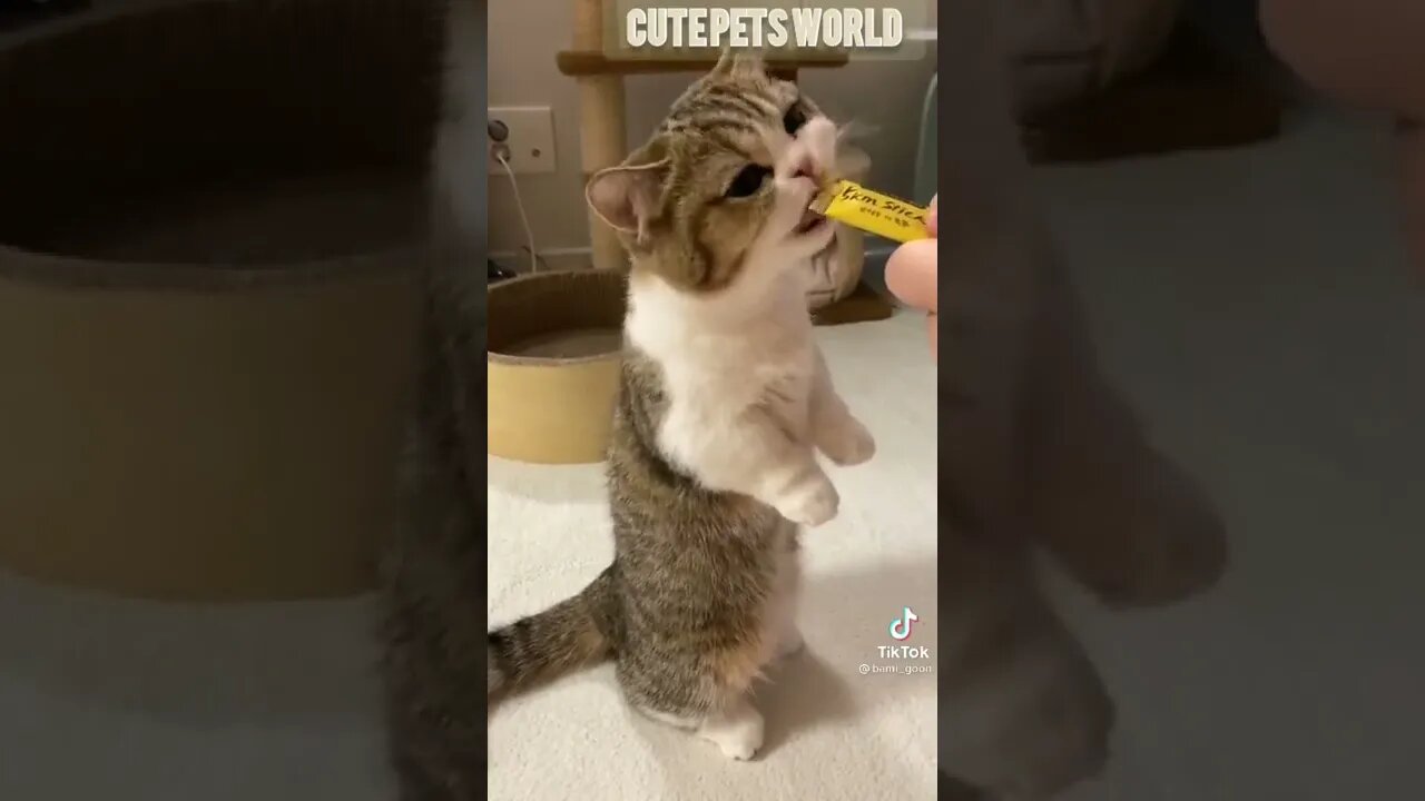 Cute and funny cat videos/#kitten #cat #kitty #funny kitten #funnycat #trending #shorts #tiktok