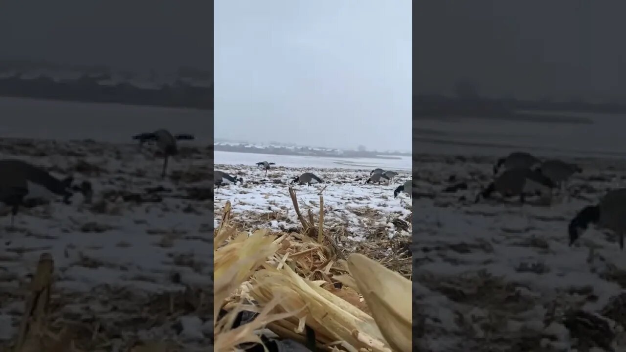 First Waterfowl Hunt with SNOW on the Ground of the Season!