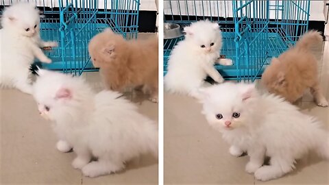 persian cat playing funny cats video