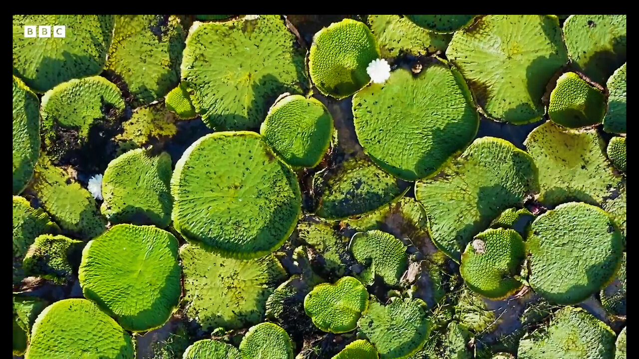 GIANT WATER LILIES